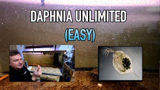 How I Raise Daphnia Water Fleas And You Can Too [upl. by Rizzo59]