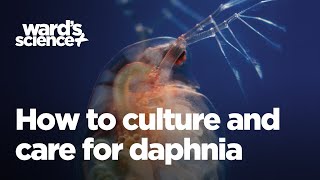 Caring and Culturing for Daphnia [upl. by Euqinehs]