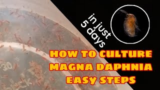 How to Culture Magna Daphnia Easily [upl. by Arihsay]