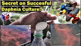 How to Culture Daphnia Successfully [upl. by Ramaj]