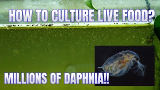 How to Culture Daphnia Secret Method to Breed MILLIONS  Simply Aquatic [upl. by Gearhart]