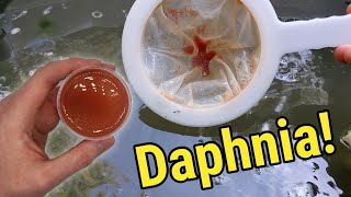 How I Culture Daphnia In Outdoor Tubs [upl. by Ramyar]