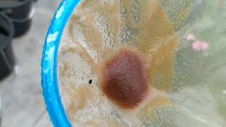 How to culture daphnia moina in a small container Part 1 English Subtitle [upl. by Chura]