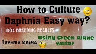 Daphnia MagnaHow to Culture Daphnia Easy wayCulturing Daphnia using Green water Daphnia [upl. by Magnus833]