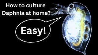 BEST Live Fish Food Beginner guide How to Culture Daphnia at home [upl. by Aeriel817]