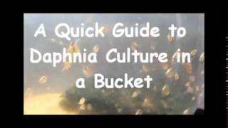 How to culture daphnia outside [upl. by Ahseenak]