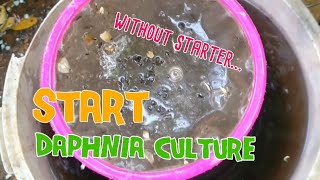 How to culture daphnia moina the easy way 1  Starting the Daphnia culture [upl. by Cosimo]