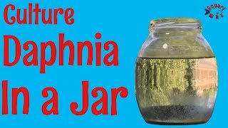 How to Culture Daphnia in a Jar [upl. by Ynahpit]