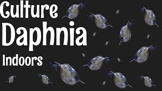 How to Culture Daphnia [upl. by Ian]