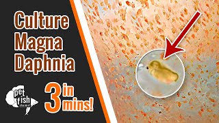 How to culture DAPHNIA MAGNA  The easy way [upl. by Mcgill]