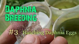 Daphnia Culture made simple and easy 3  Hatching Daphnia eggs [upl. by Llerej712]