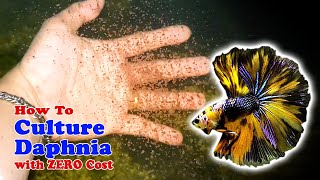 How to Culture Daphnia with ZERO Cost  Unlimited Live Food For Our Fish [upl. by Leinehtan586]