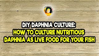 DIY Daphnia Culture How to Culture Nutritious Daphnia as Live Food for Your Fish [upl. by Anailil]