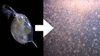 How I Culture Daphnia [upl. by Wehrle]