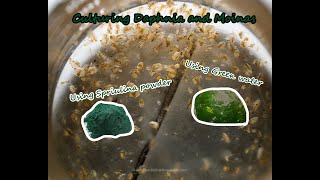 How To Culture Daphnia and Moinas using Green Water Spirulina powder [upl. by Eromle]