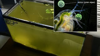 Raising Daphnia for the Freshwater Aquarium [upl. by Elletnwahs]