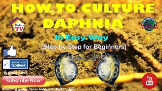 HOW TO CULTURE DAPHNIA In Easy Way [upl. by Kcirevam]